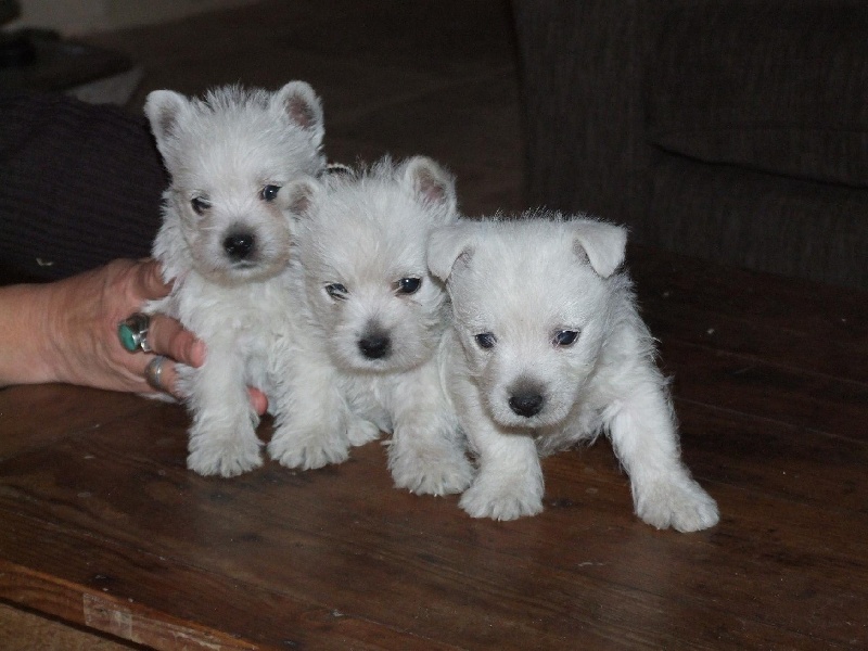 de Cosédia - West Highland White Terrier - Portée née le 31/10/2009