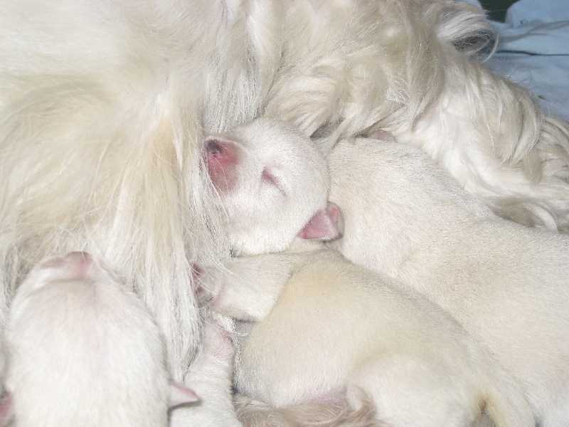 de Cosédia - West Highland White Terrier - Portée née le 10/05/2008
