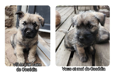 de Cosédia - Cairn Terrier - Portée née le 25/07/2024