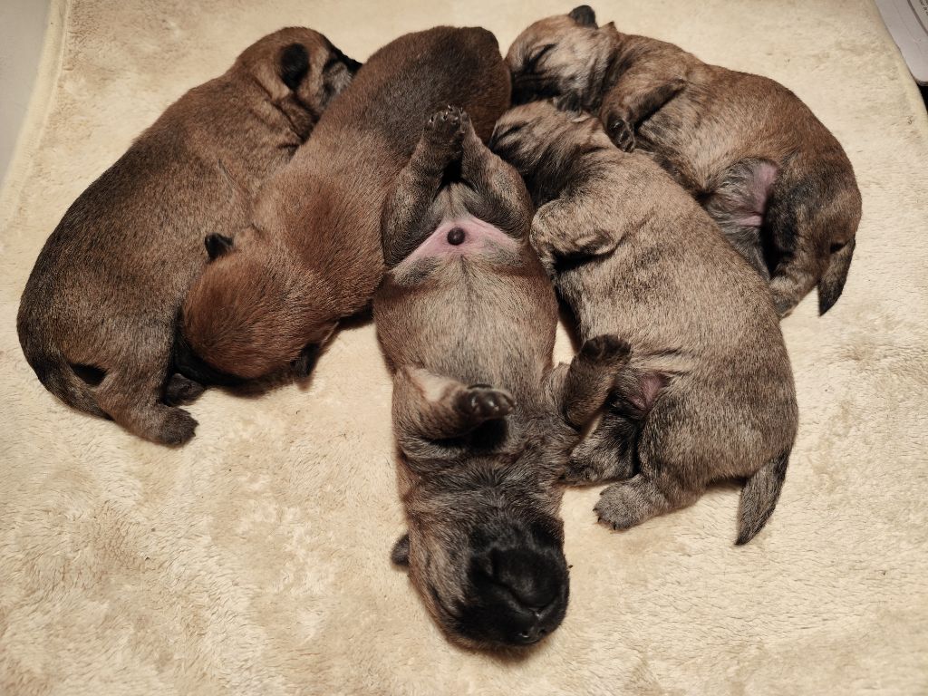 chiot Cairn Terrier de Cosédia