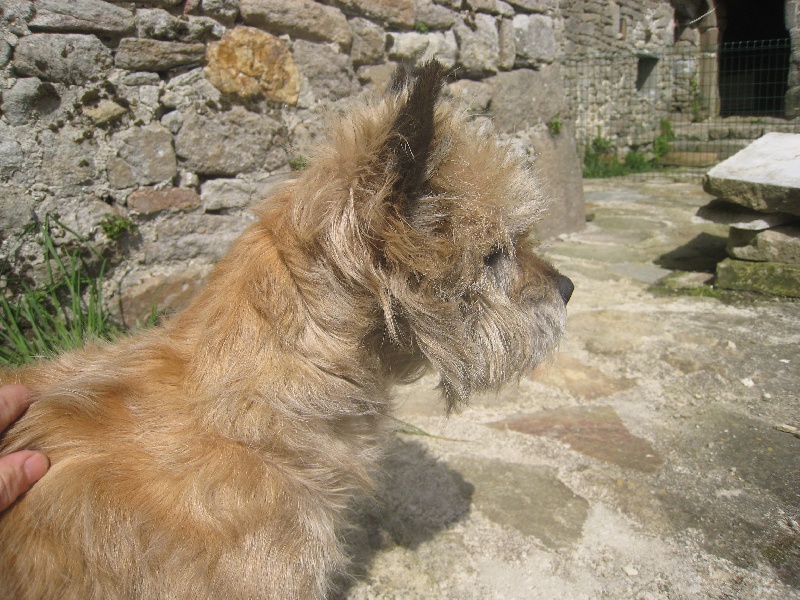 Uommy uommy du Harpouy D'Auzan