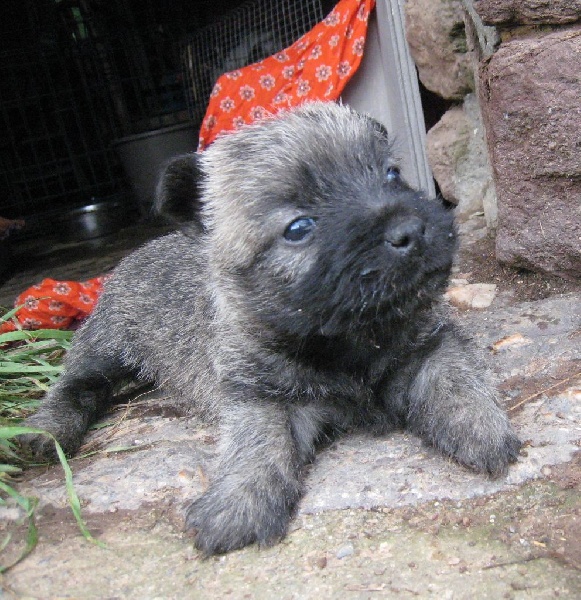 de Cosédia - Cairn Terrier - Portée née le 03/07/2014