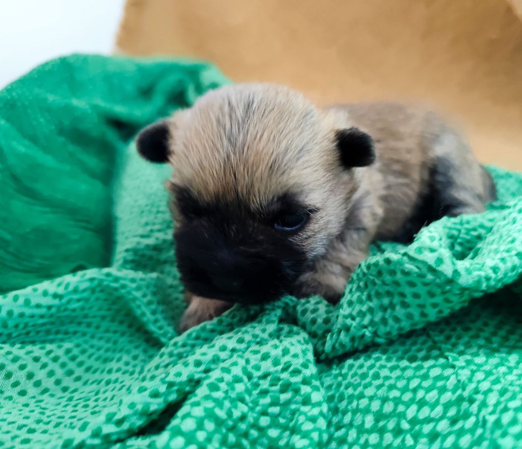 de Cosédia - Chiots disponibles - Cairn Terrier