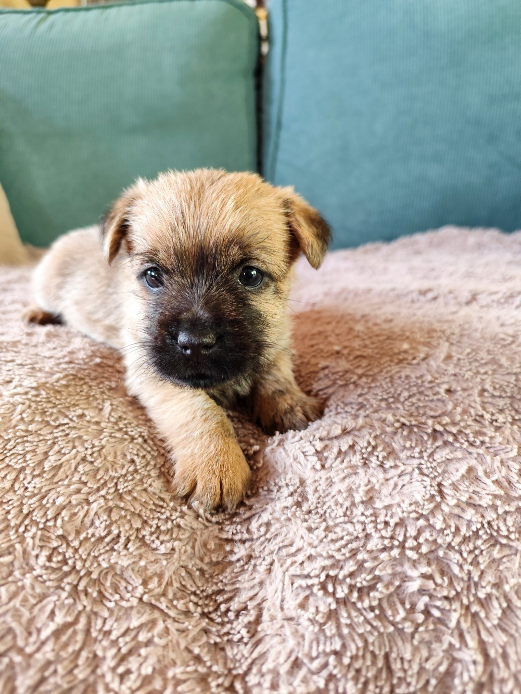 de Cosédia - Chiots disponibles - Cairn Terrier