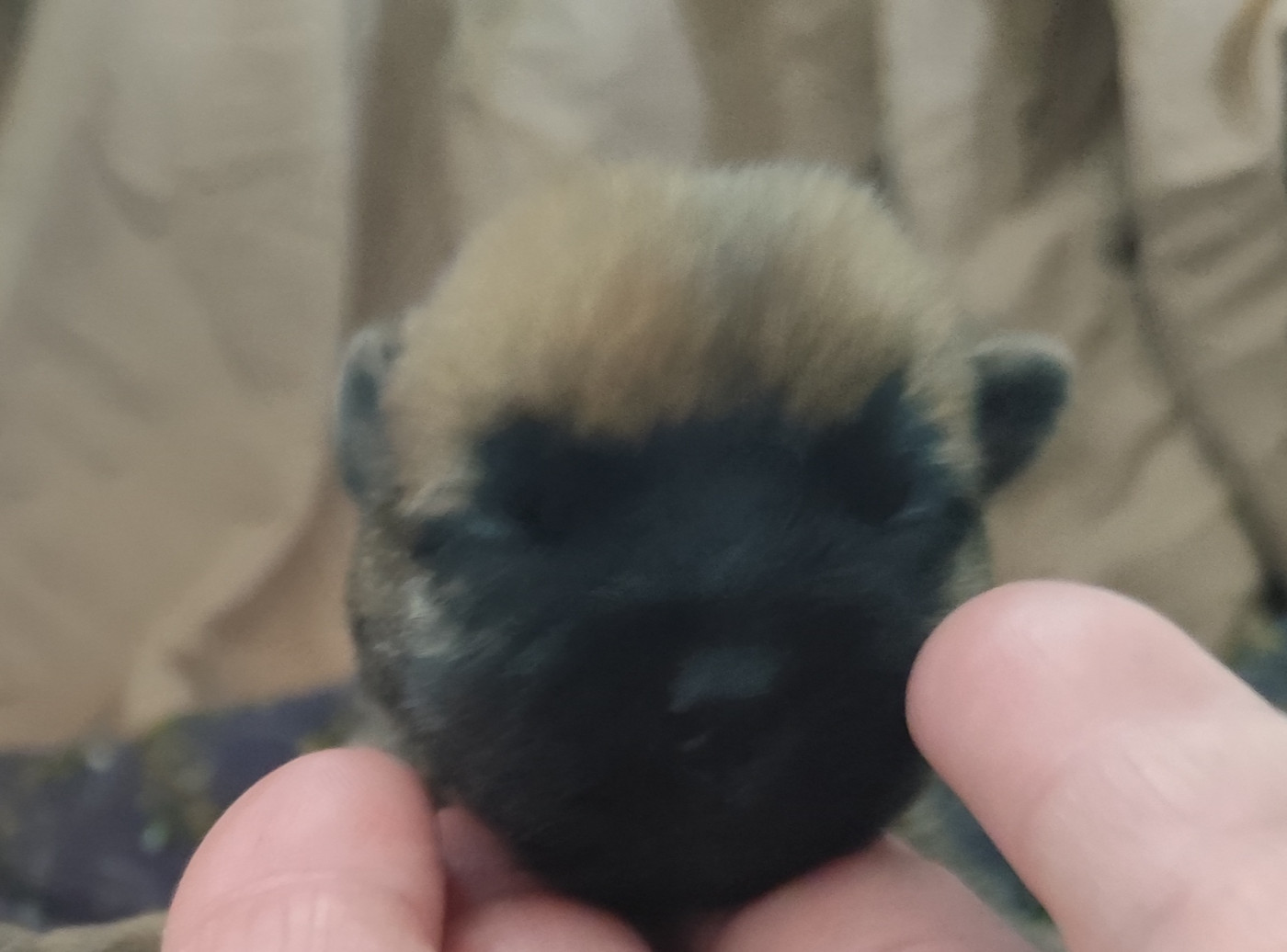 de Cosédia - Chiots disponibles - Cairn Terrier