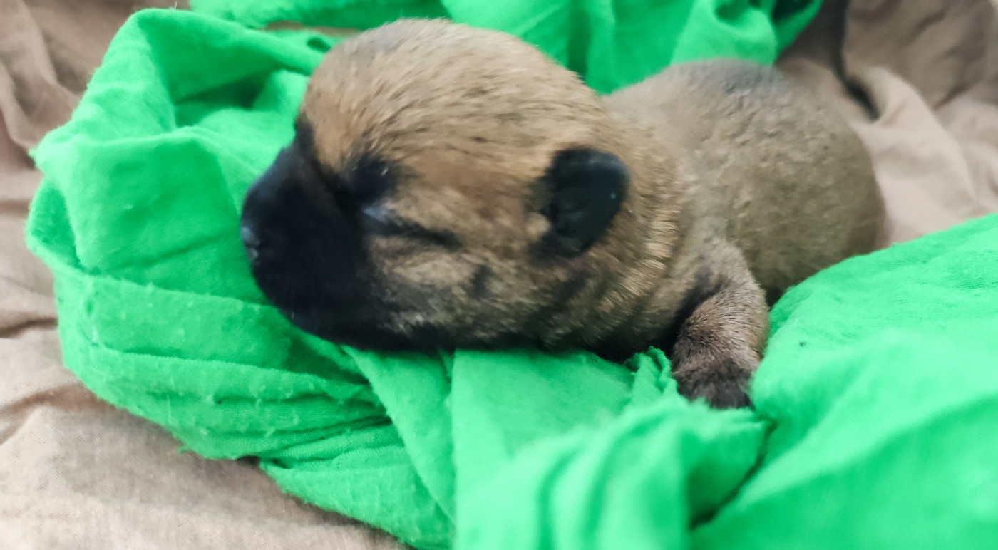 de Cosédia - Chiots disponibles - Cairn Terrier