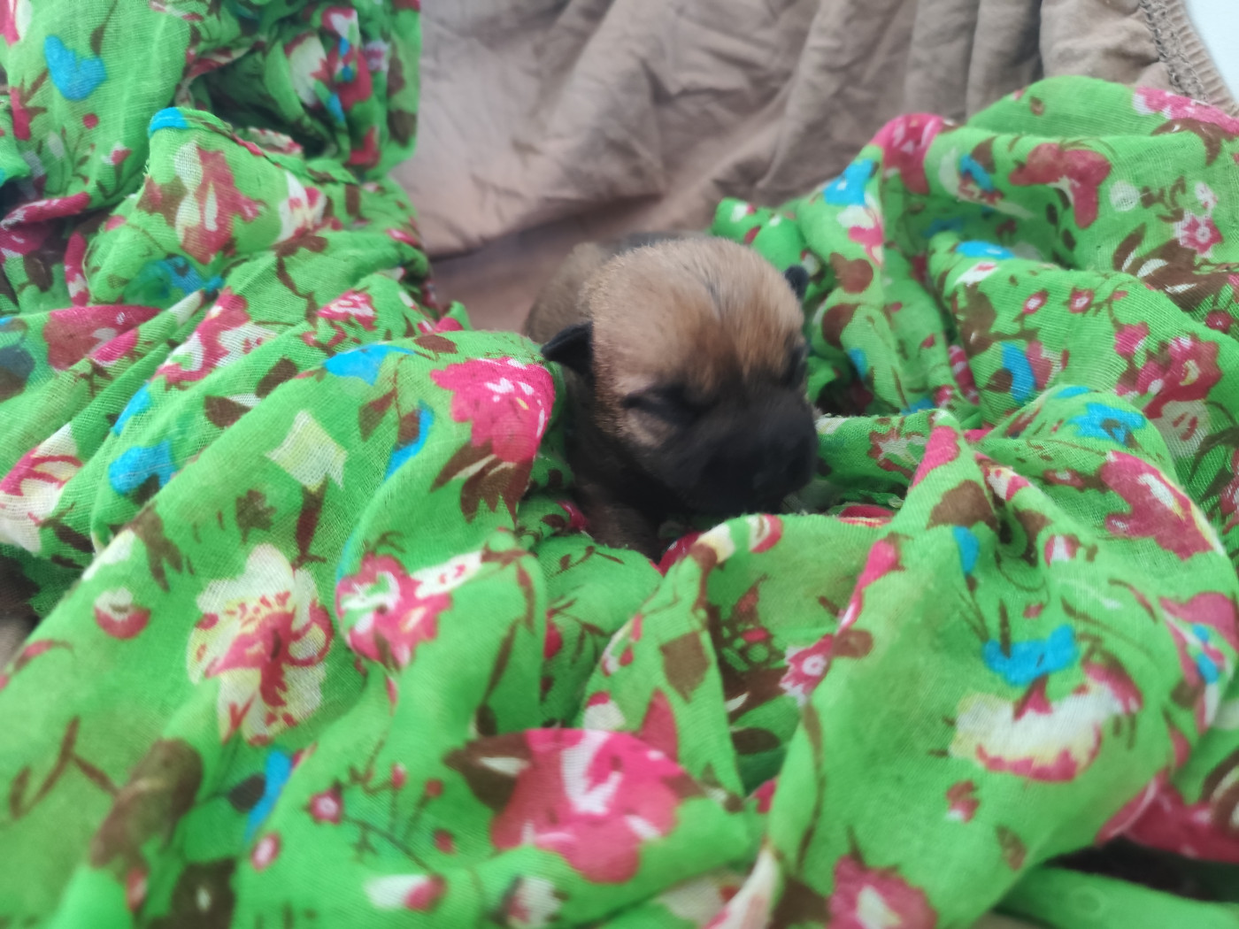 de Cosédia - Chiots disponibles - Cairn Terrier