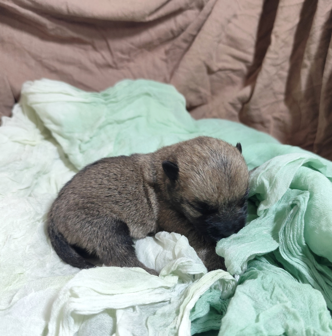 de Cosédia - Chiots disponibles - Cairn Terrier