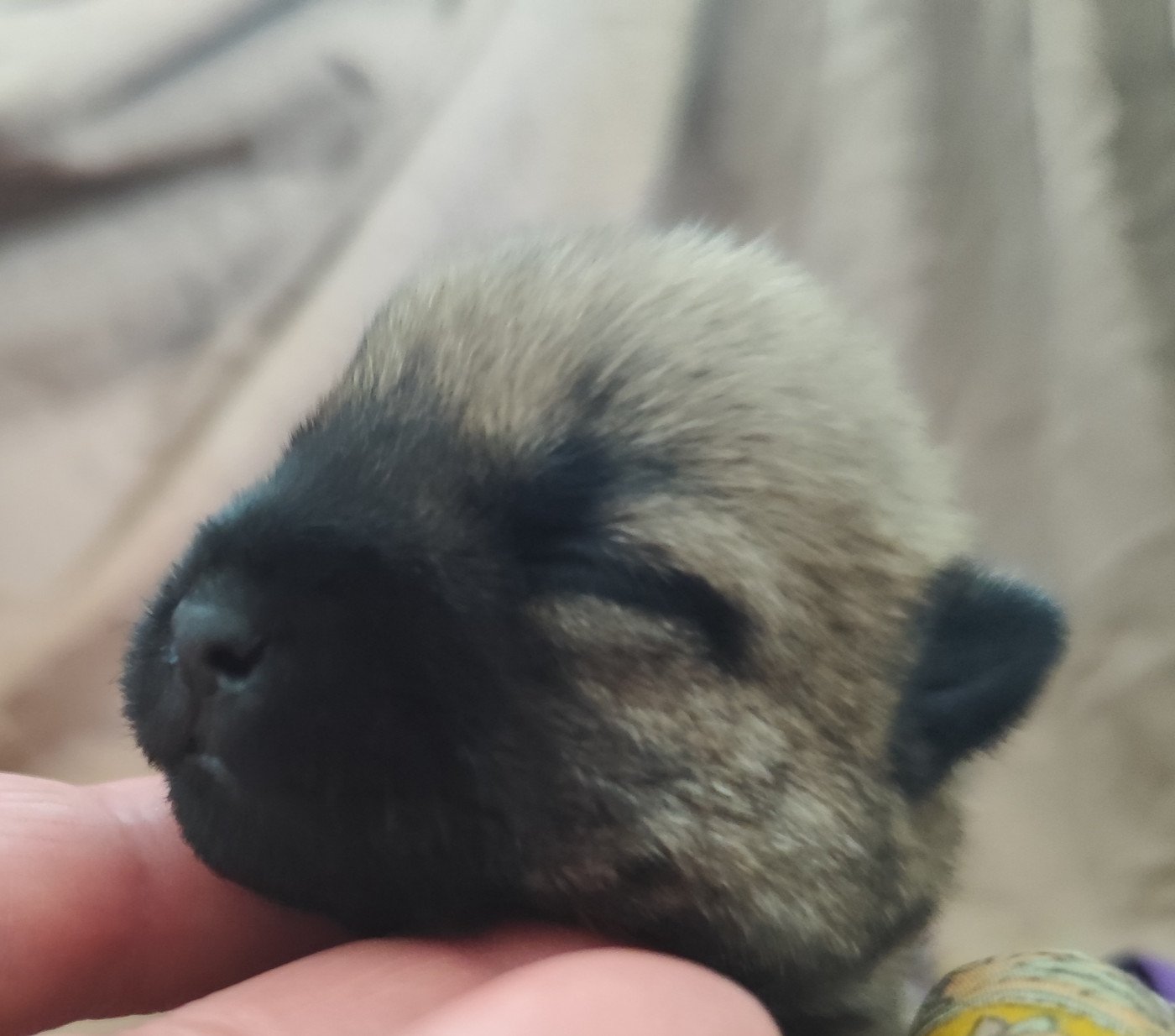 de Cosédia - Chiots disponibles - Cairn Terrier