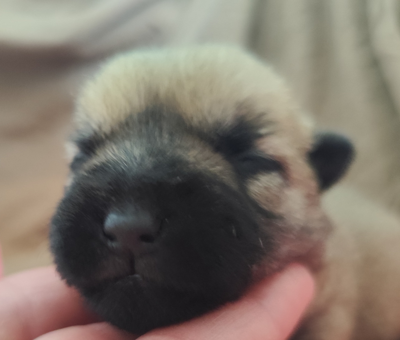 de Cosédia - Chiots disponibles - Cairn Terrier