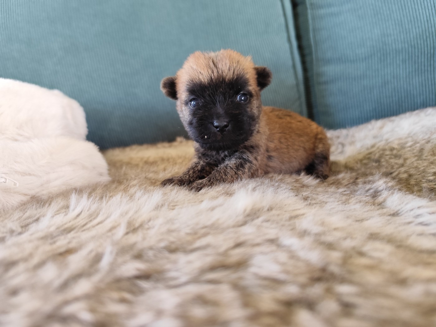 de Cosédia - Chiots disponibles - Cairn Terrier