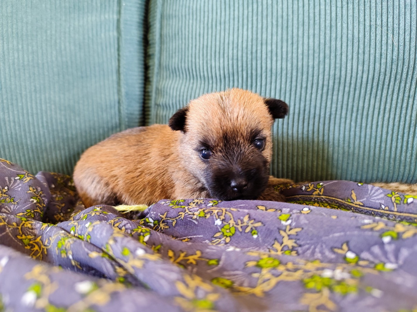 de Cosédia - Chiots disponibles - Cairn Terrier