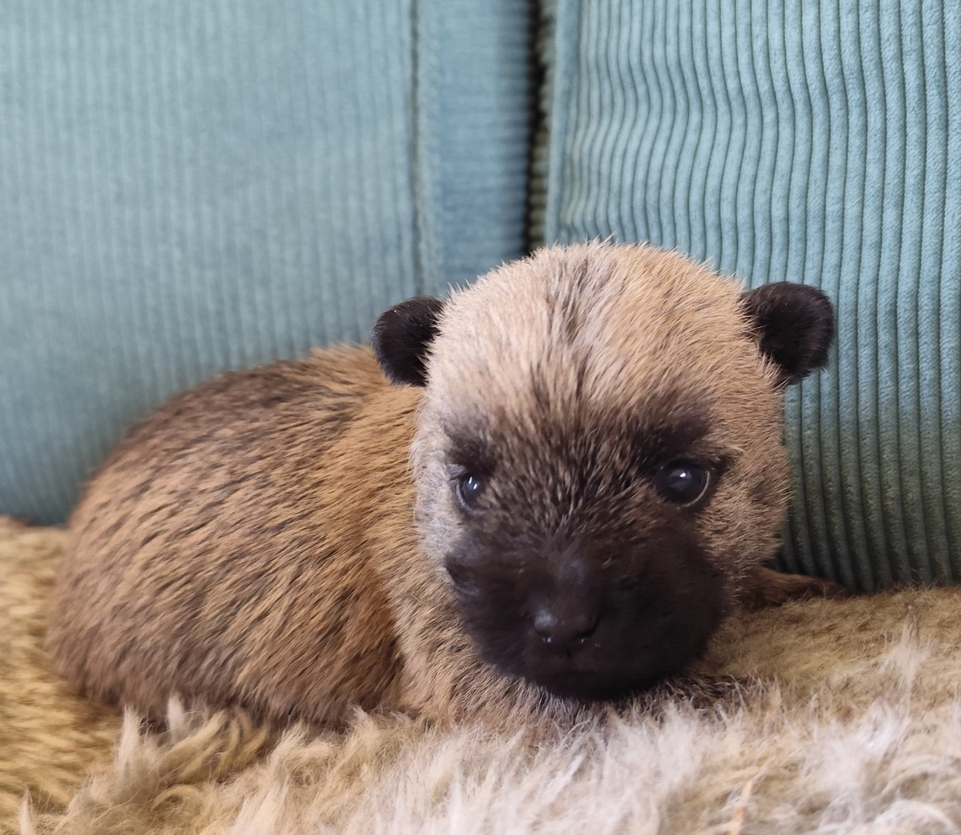 de Cosédia - Chiots disponibles - Cairn Terrier