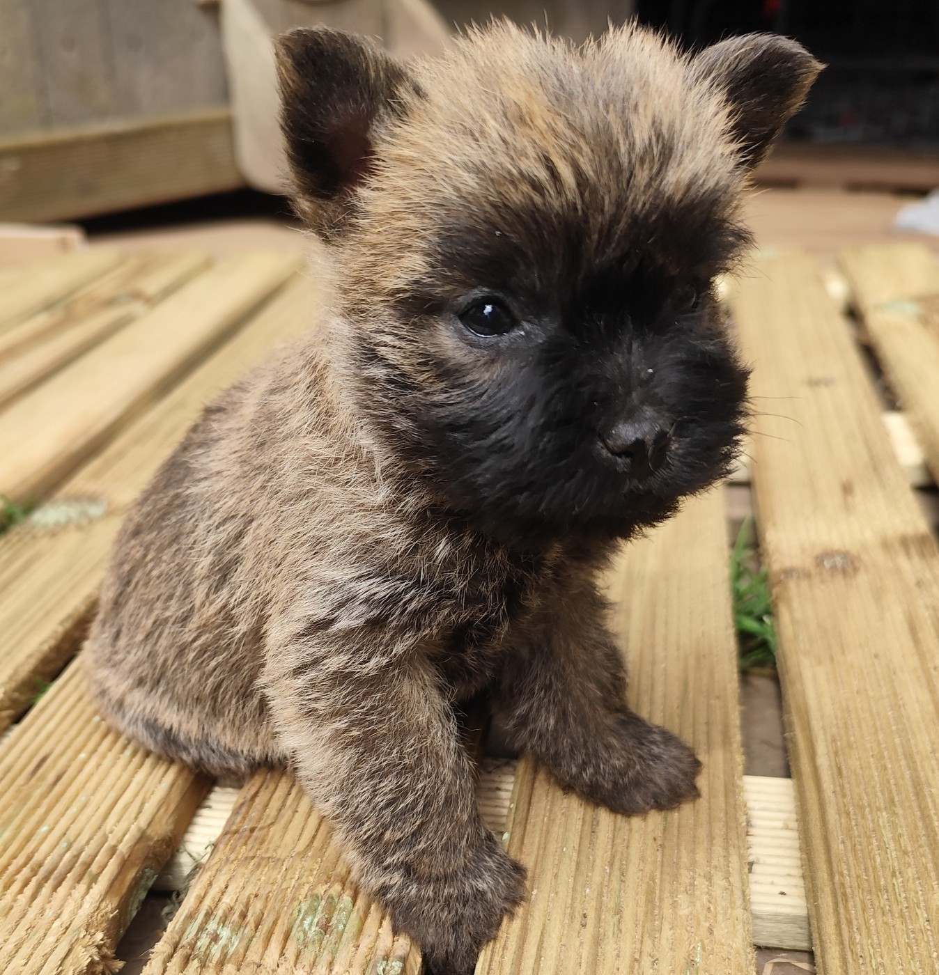 de Cosédia - Chiots disponibles - Cairn Terrier