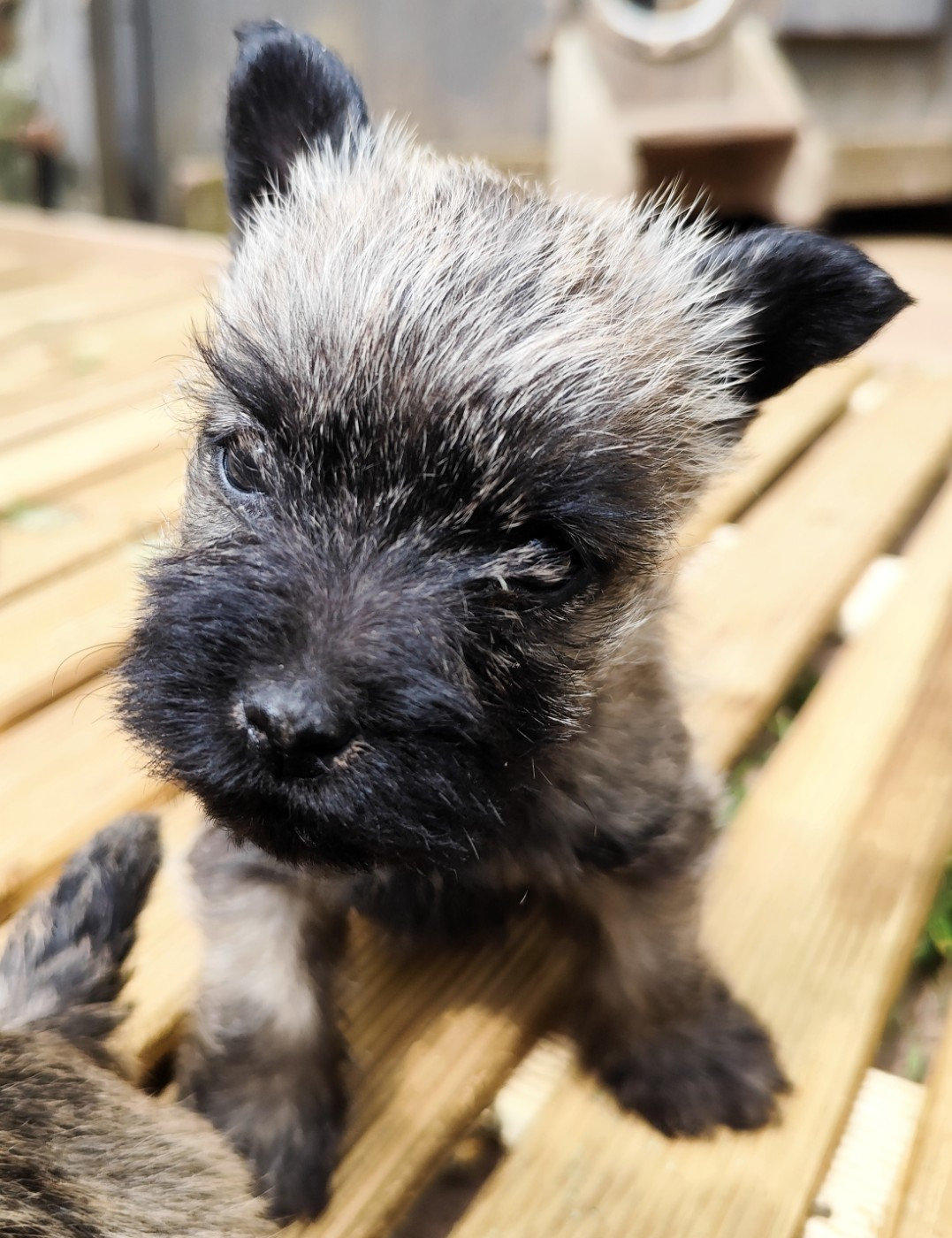 de Cosédia - Chiots disponibles - Cairn Terrier