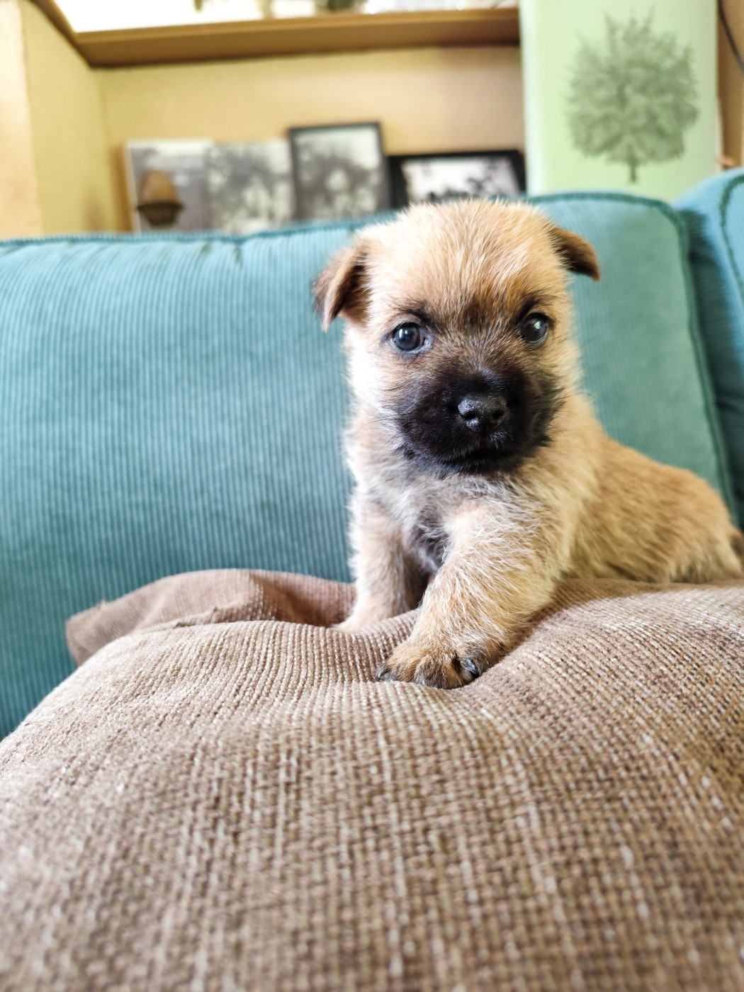 de Cosédia - Chiots disponibles - Cairn Terrier
