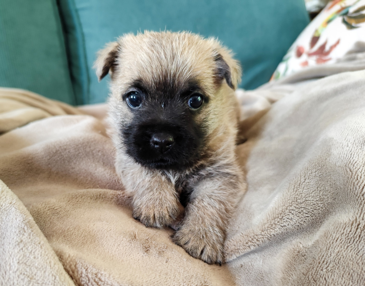de Cosédia - Chiots disponibles - Cairn Terrier