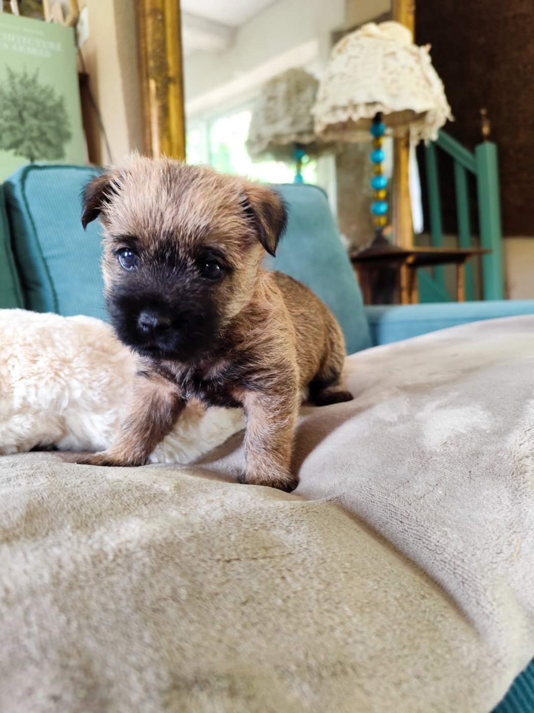 de Cosédia - Chiots disponibles - Cairn Terrier