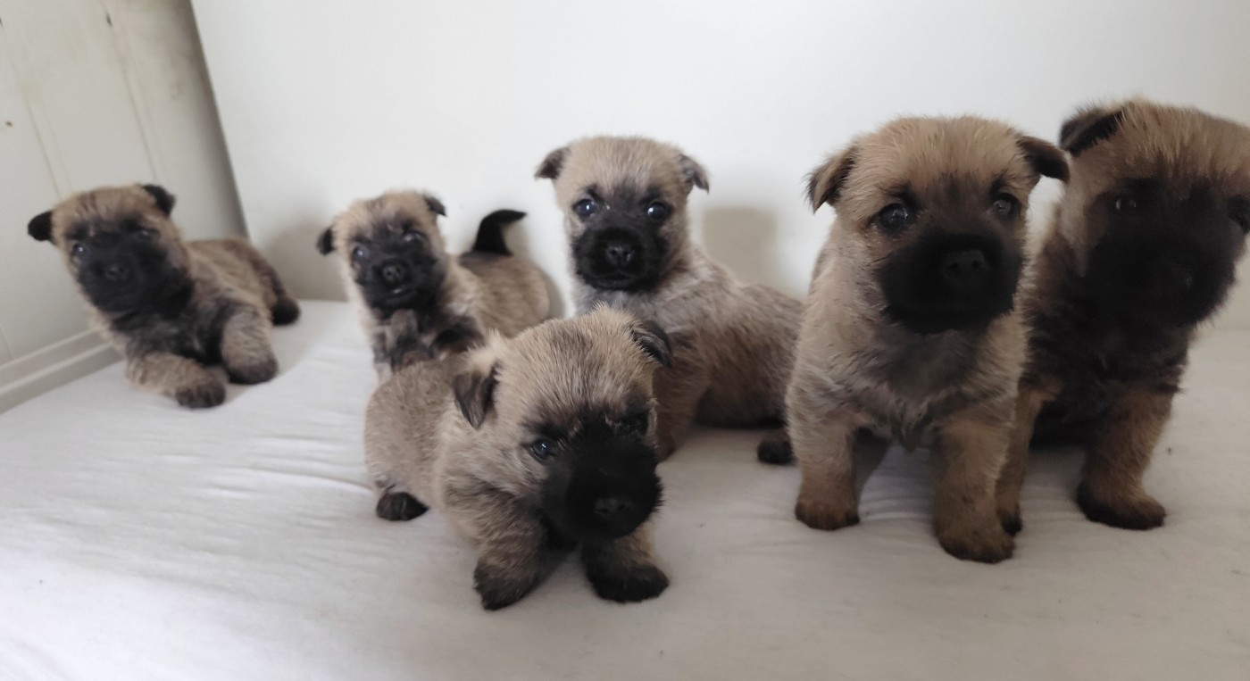 de Cosédia - Cairn Terrier - Portée née le 01/05/2026