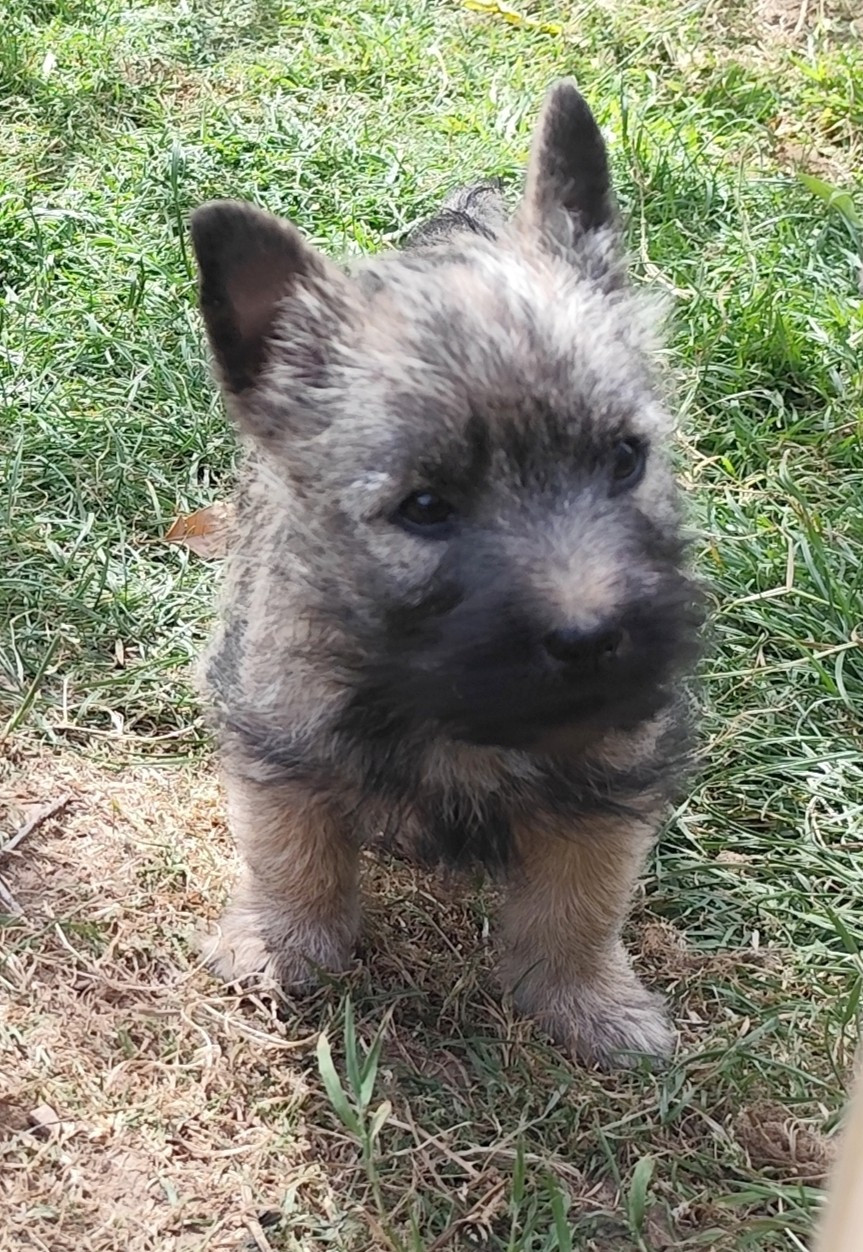 de Cosédia - Chiots disponibles - Cairn Terrier