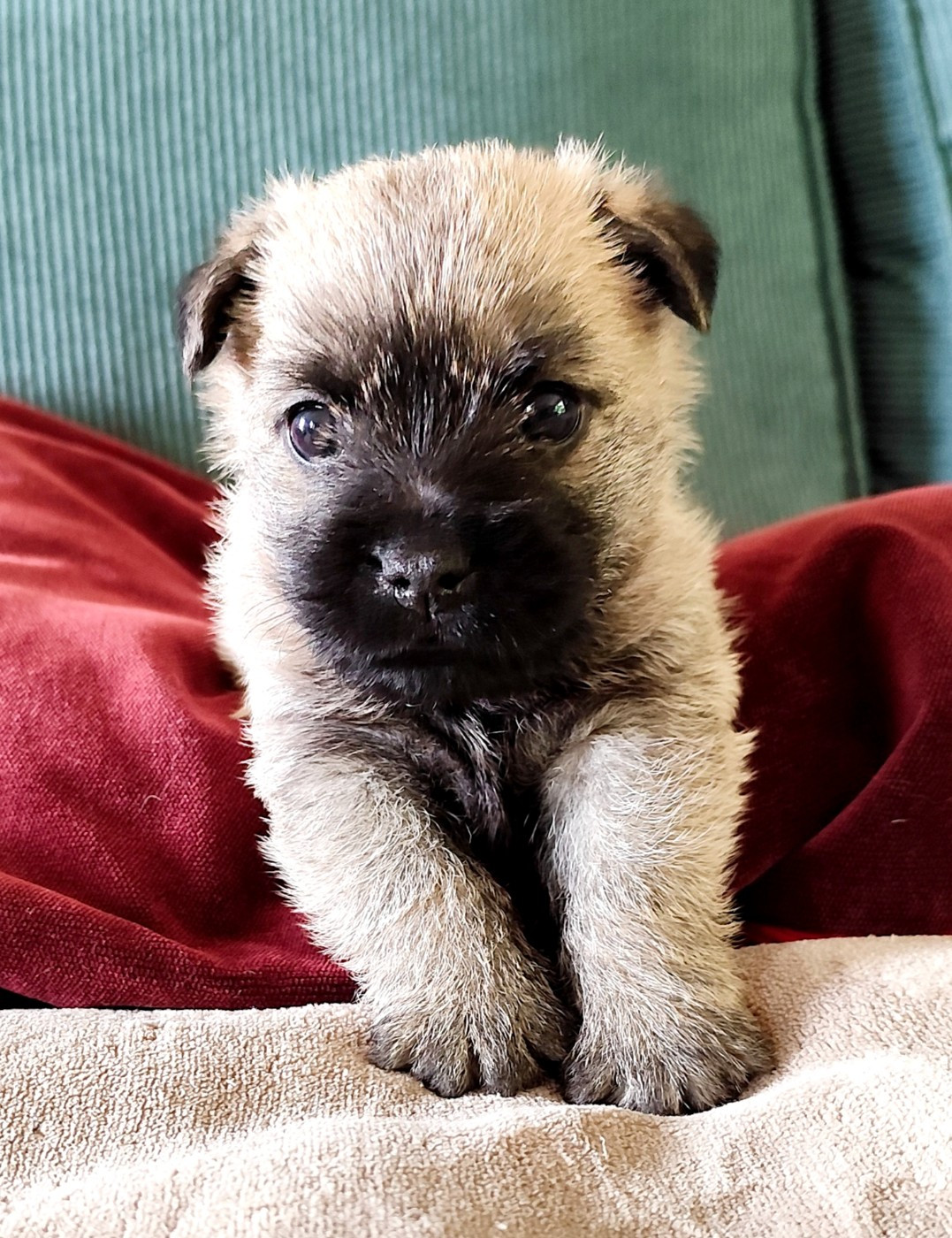 de Cosédia - Chiots disponibles - Cairn Terrier