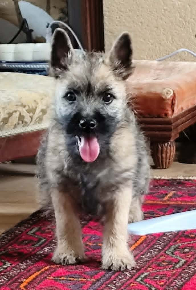 de Cosédia - Chiots disponibles - Cairn Terrier