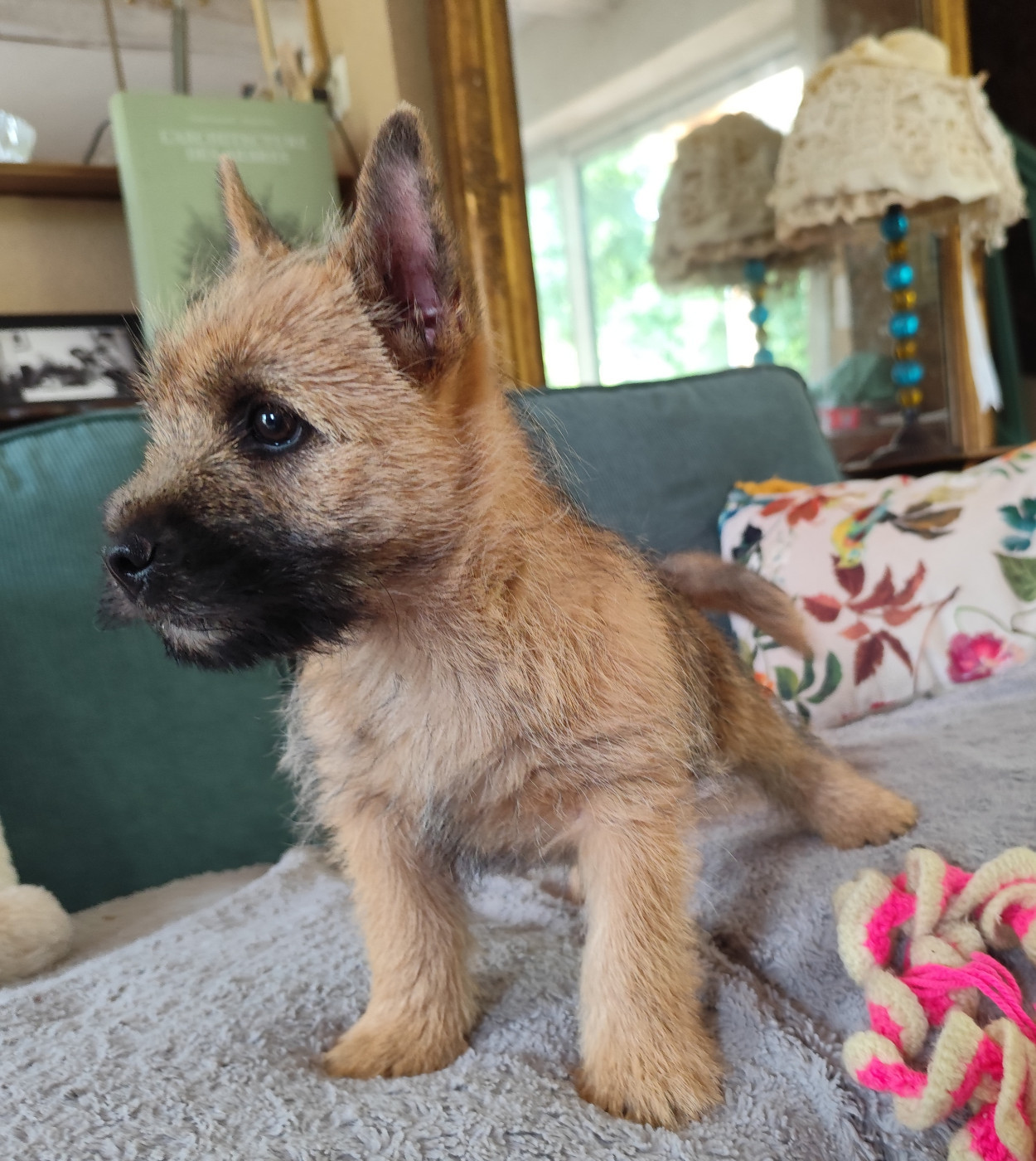 de Cosédia - Chiots disponibles - Cairn Terrier