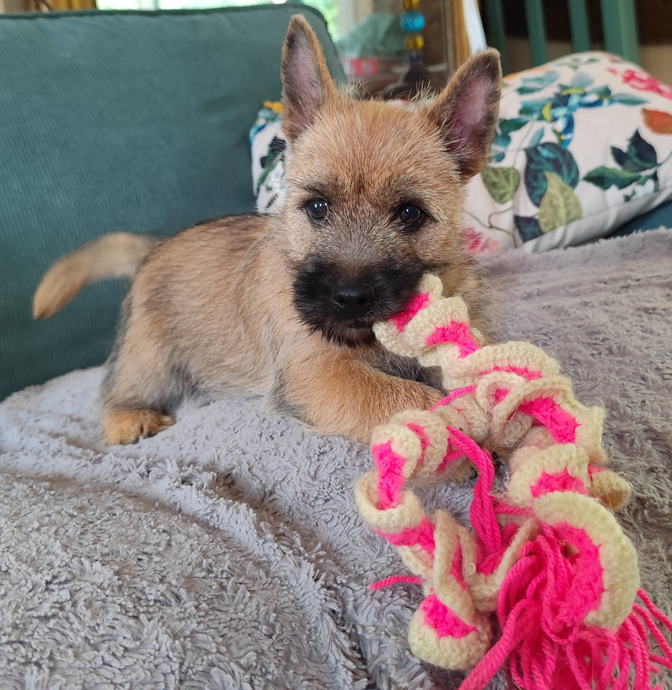 de Cosédia - Chiots disponibles - Cairn Terrier