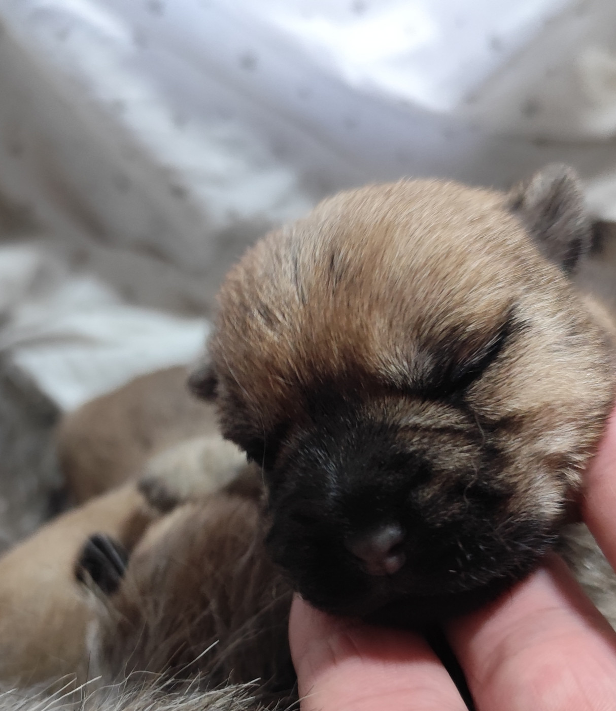 de Cosédia - Chiots disponibles - Cairn Terrier