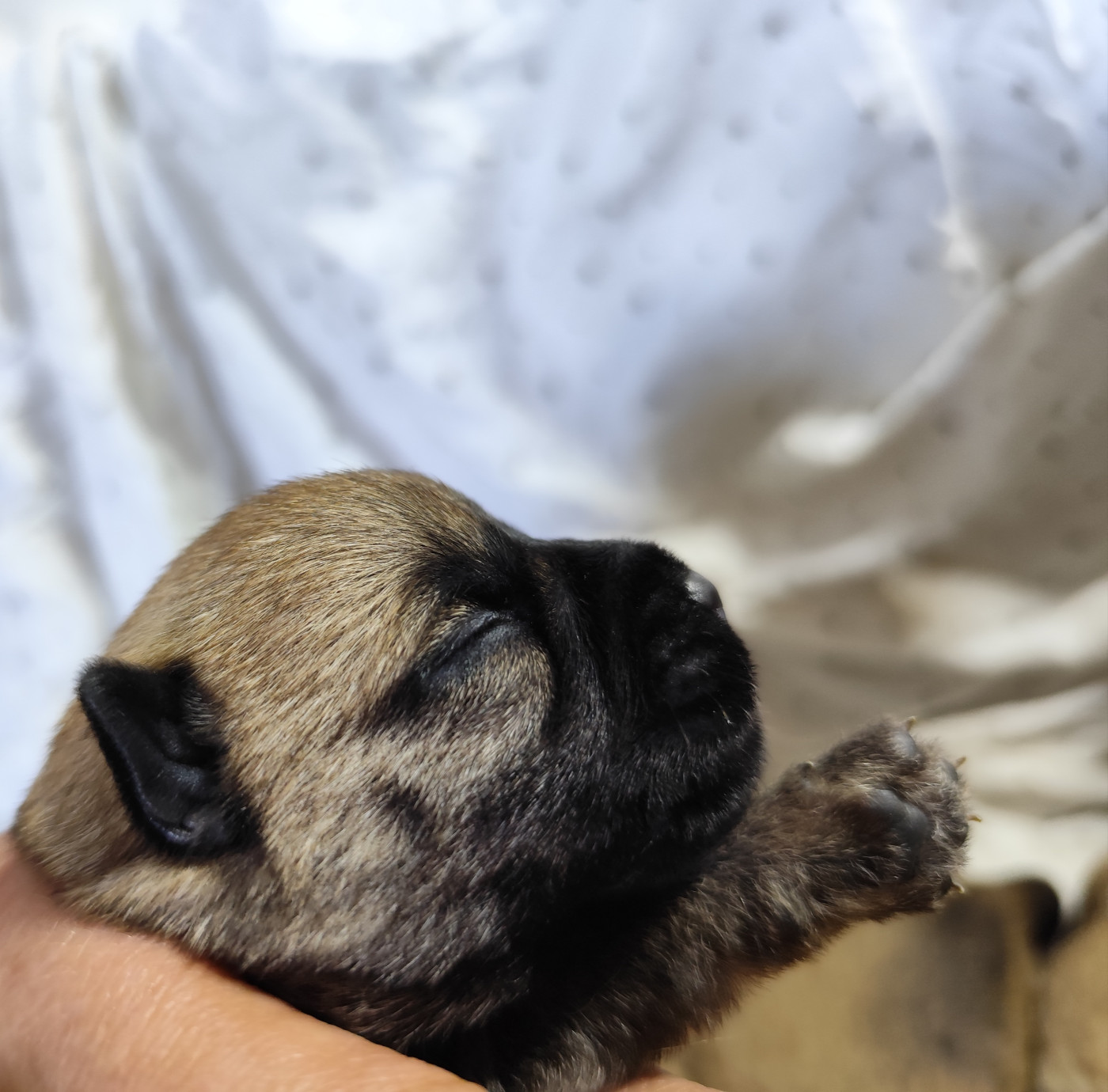 de Cosédia - Chiots disponibles - Cairn Terrier