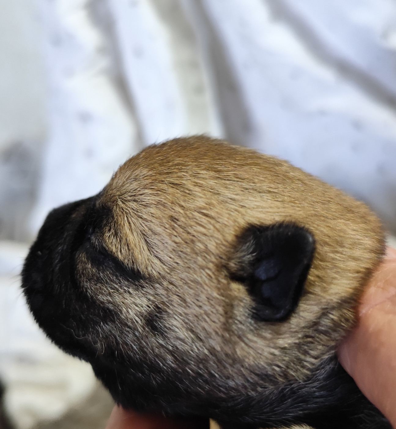 de Cosédia - Chiots disponibles - Cairn Terrier