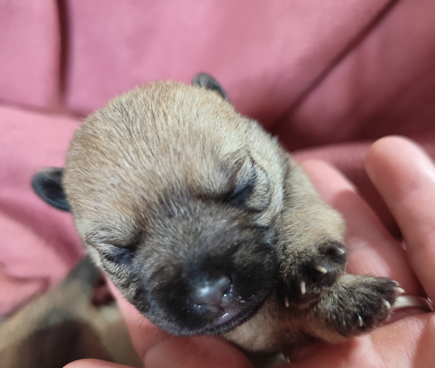 de Cosédia - Chiots disponibles - Cairn Terrier