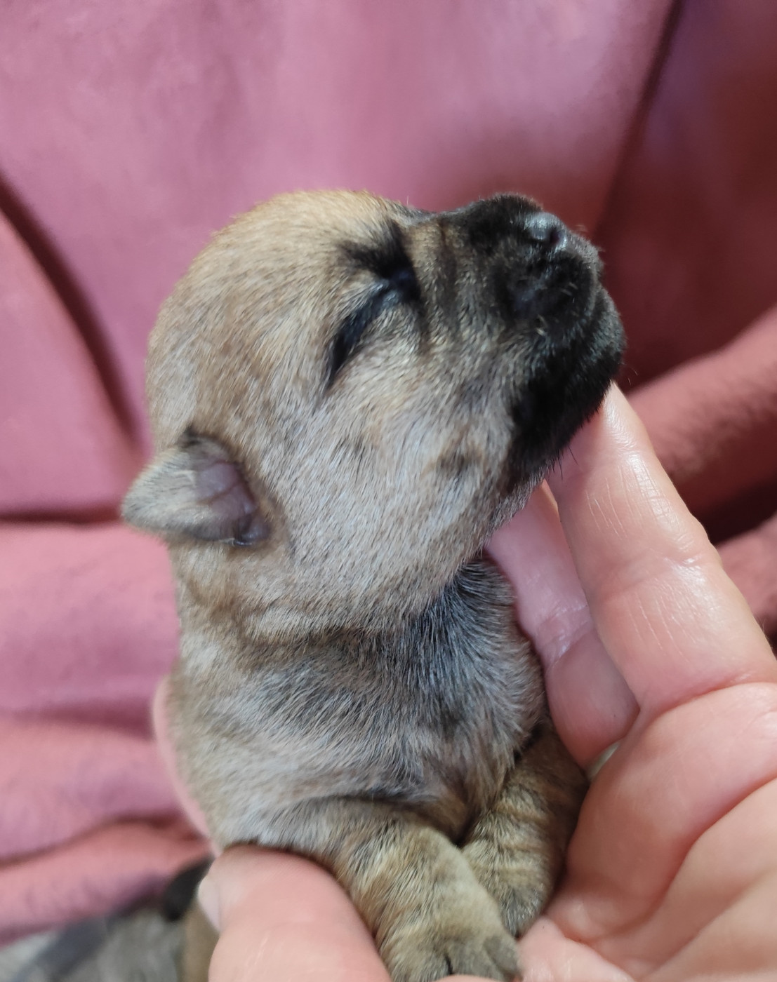 de Cosédia - Chiots disponibles - Cairn Terrier