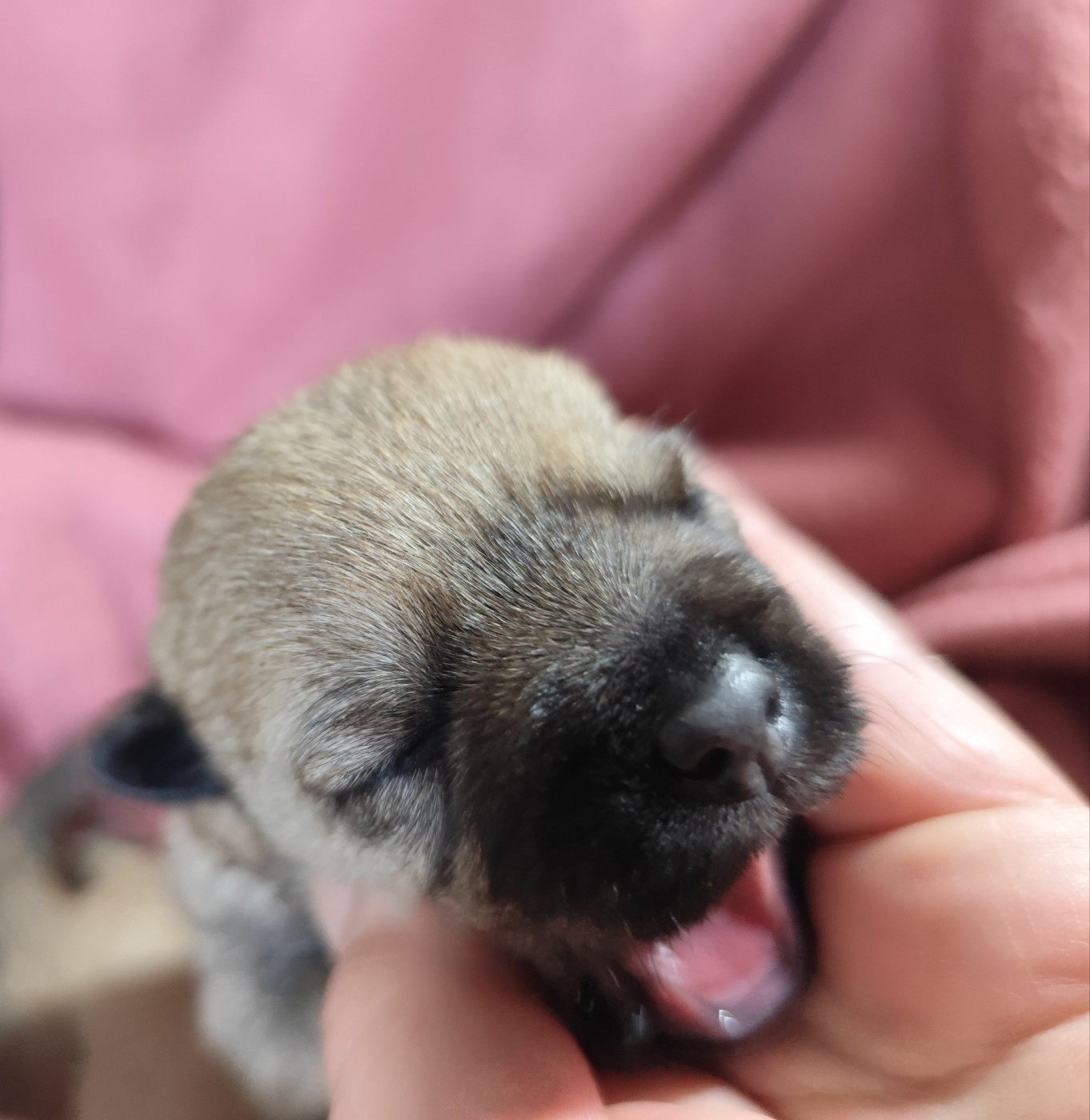 de Cosédia - Chiots disponibles - Cairn Terrier