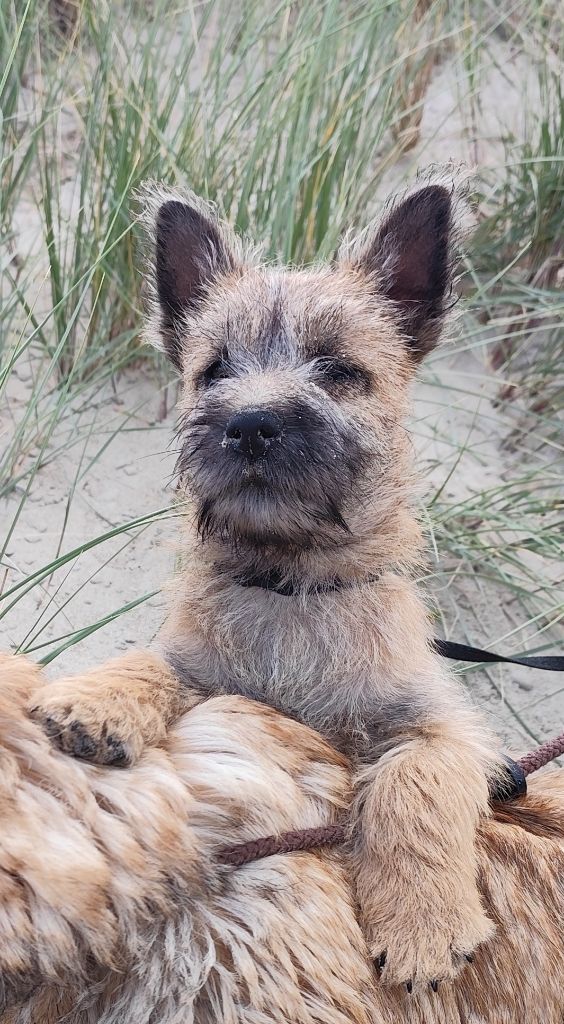 de Cosédia - Chiots disponibles - Cairn Terrier