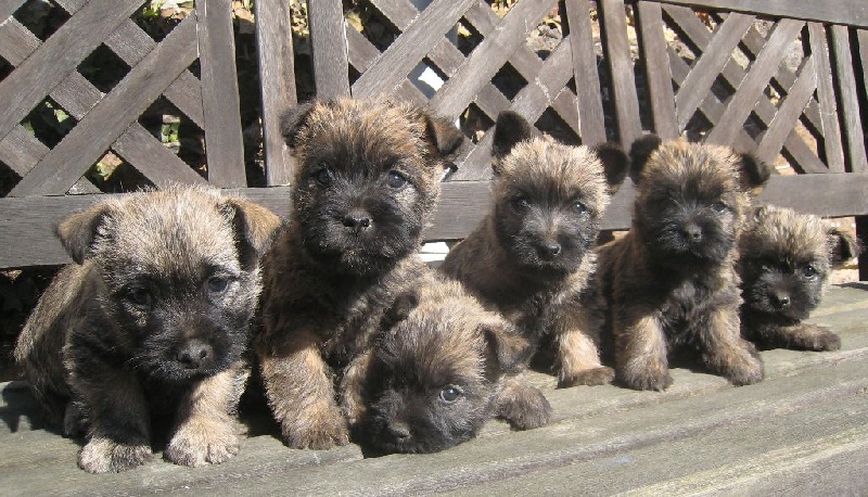de Cosédia - Cairn Terrier - Portée née le 25/02/2015