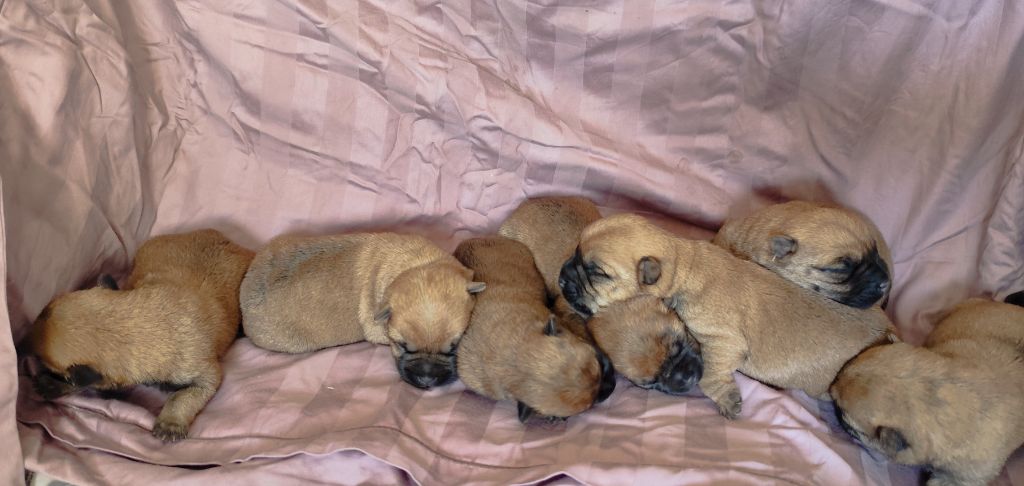 de Cosédia - Cairn Terrier - Portée née le 08/10/2025