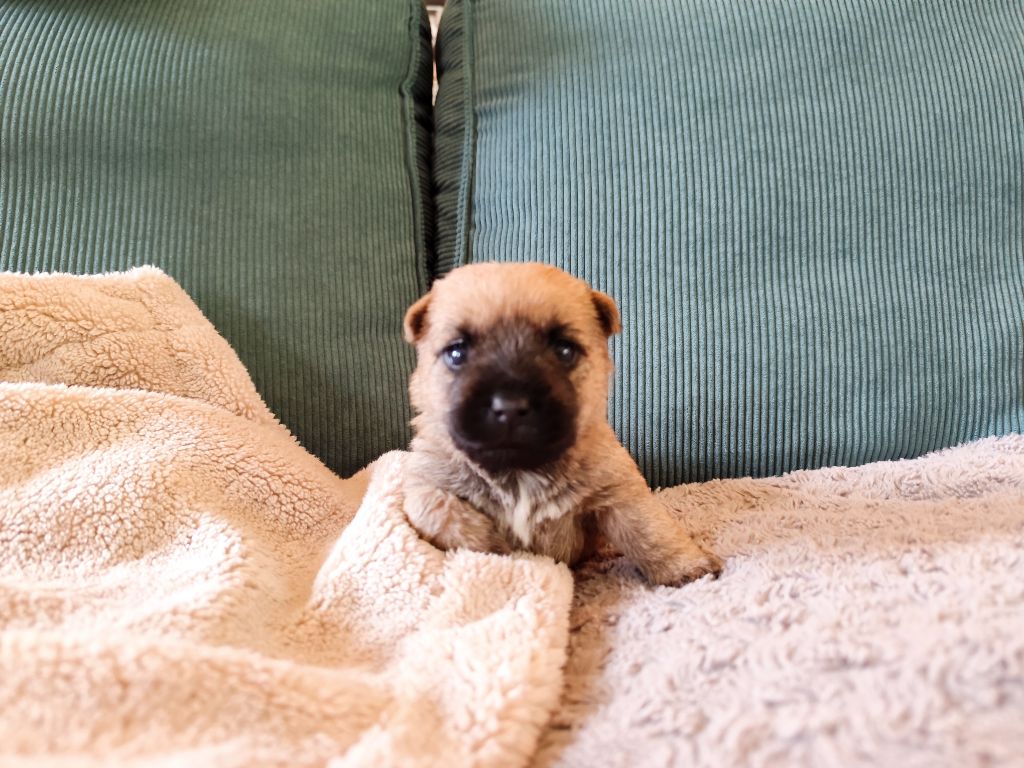 de Cosédia - Chiots disponibles - Cairn Terrier