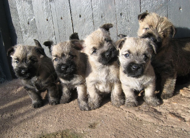 de Cosédia - Cairn Terrier - Portée née le 18/11/2015