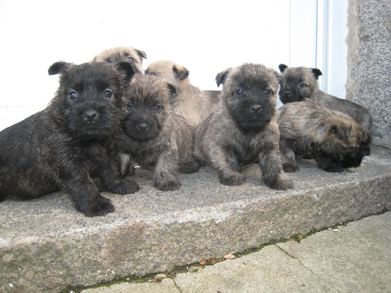 de Cosédia - Cairn Terrier - Portée née le 29/11/2011