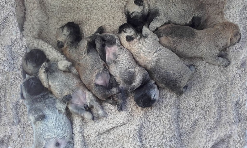 de Cosédia - Cairn Terrier - Portée née le 03/01/2017