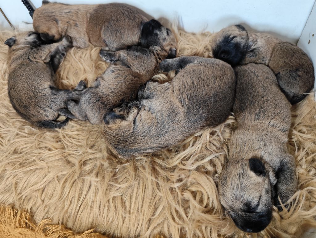 Chiot Cairn Terrier de Cosédia