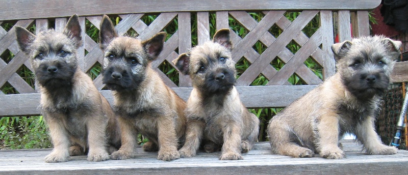 de Cosédia - Cairn Terrier - Portée née le 18/08/2012