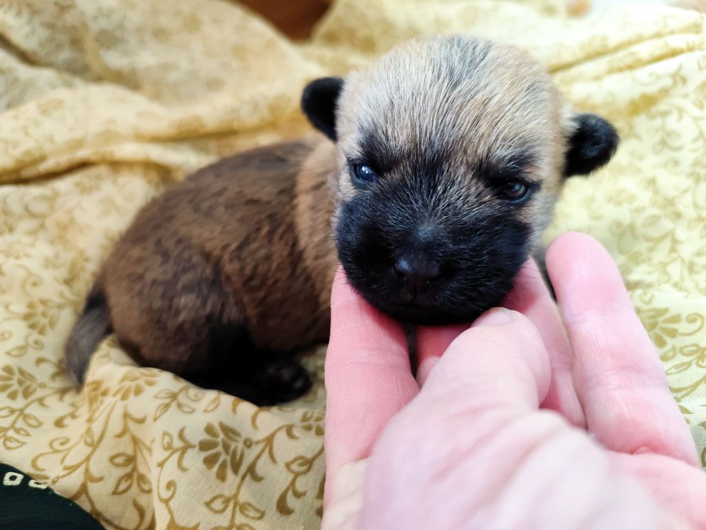 de Cosédia - Chiots disponibles - Cairn Terrier