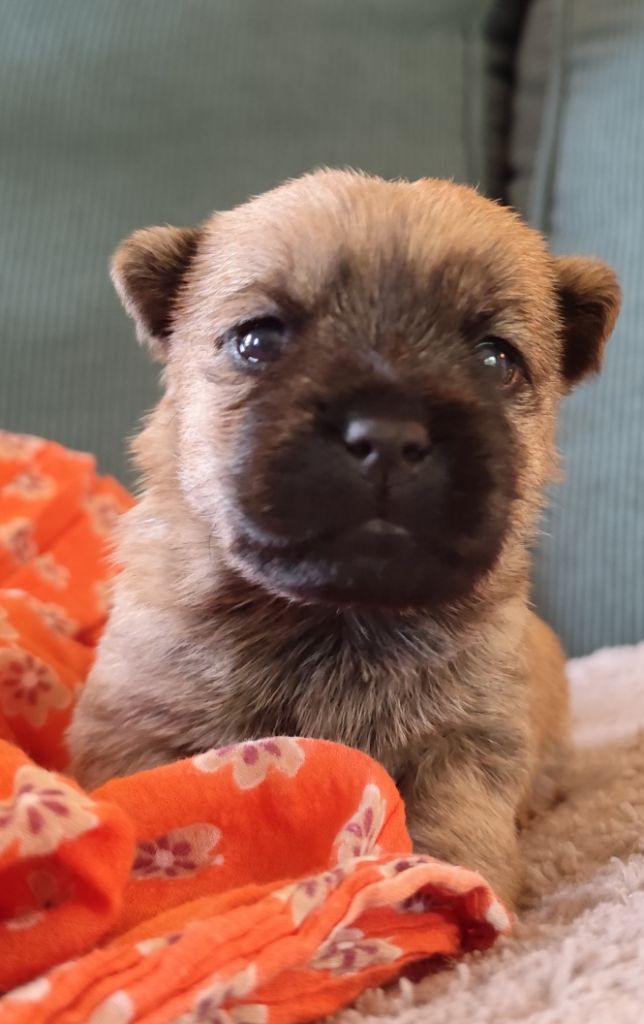 de Cosédia - Chiots disponibles - Cairn Terrier