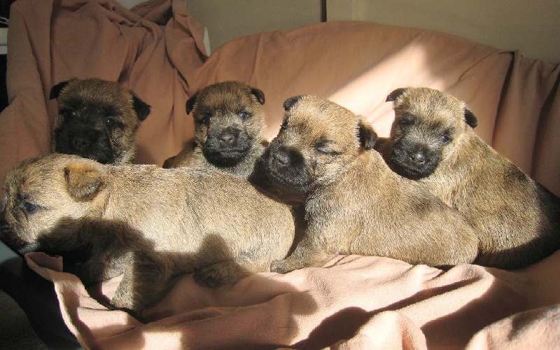 de Cosédia - Cairn Terrier - Portée née le 01/10/2015