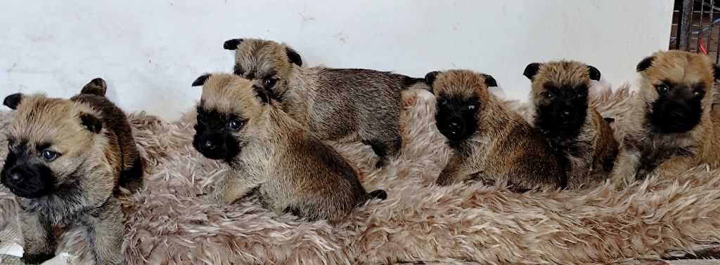de Cosédia - Cairn Terrier - Portée née le 27/02/2025