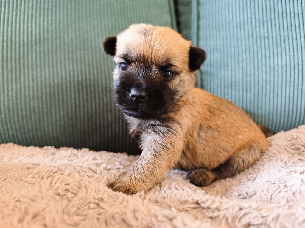 de Cosédia - Chiots disponibles - Cairn Terrier